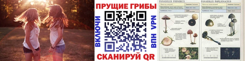 Галлюциногенные грибы Psilocybe Инза